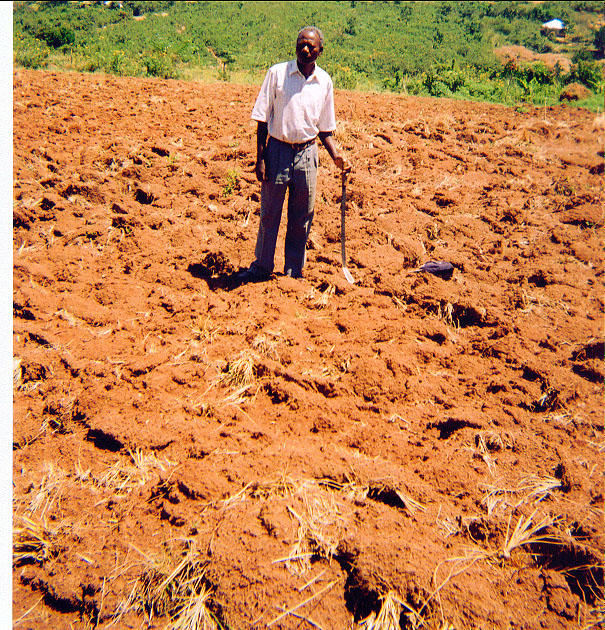 owino sunflower garden